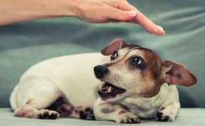 Skutki przemocy psychicznej wobec zwierząt