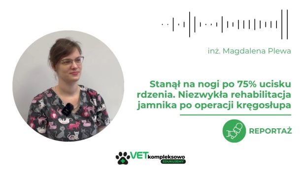 8-letni jamnik szorstkowłosy