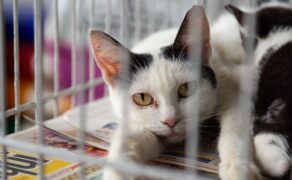 adopcja kota